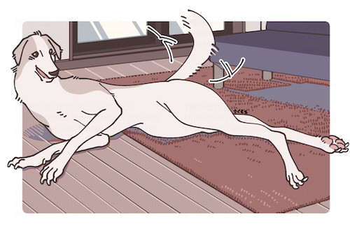 borzoi relaxing in their room